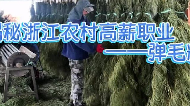 浙江农村的高薪职业——弹毛料