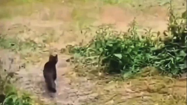 猫咪为了吃上一口野味竟将辣条一起拽到树下