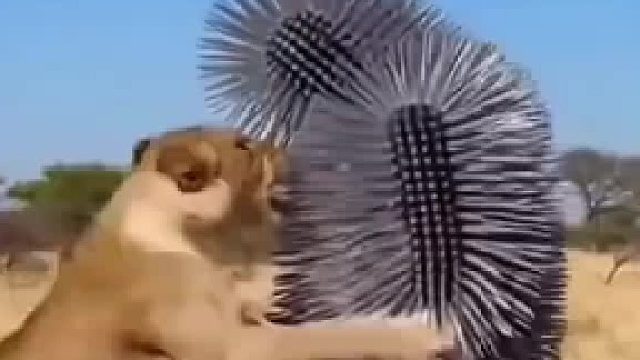 好啥呀，扑倒了也可以扎到自己
