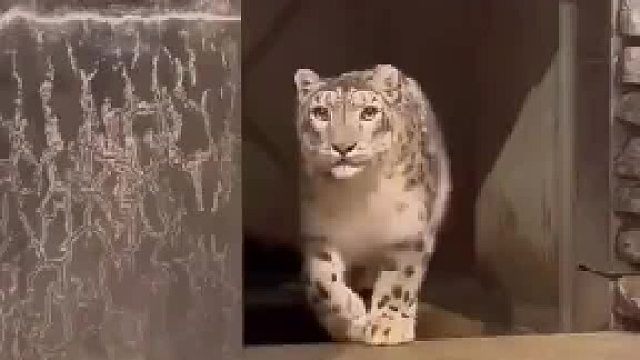 两只大猫面对面对峙