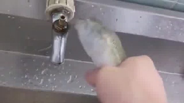 水龙头把手坏了放不了水，男子直接拿甲鱼当工具，甲鱼：用了我就不能把我做菜了哦