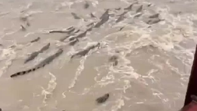走进亚马逊热带雨林，才能真正明白为什么称它为“人类禁区”
