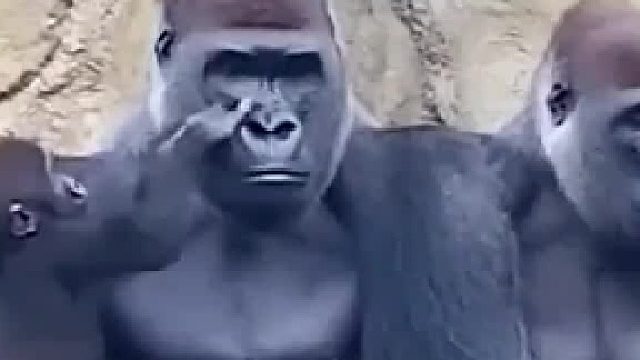 熊爸爸没那玩意
