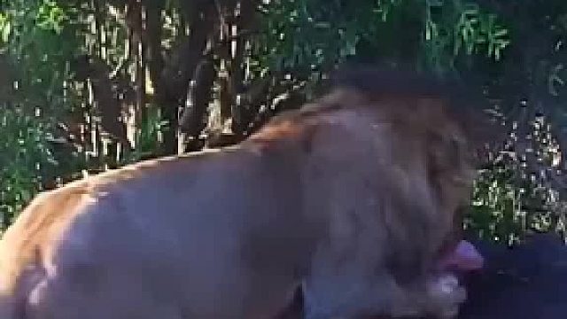 这狮子真牛逼，敢把屁股对着二哥