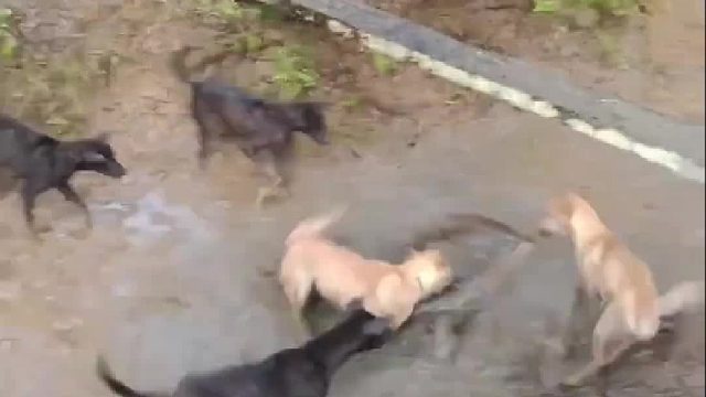 蜥蜴被一群狗子拦住去路，结局难以想象