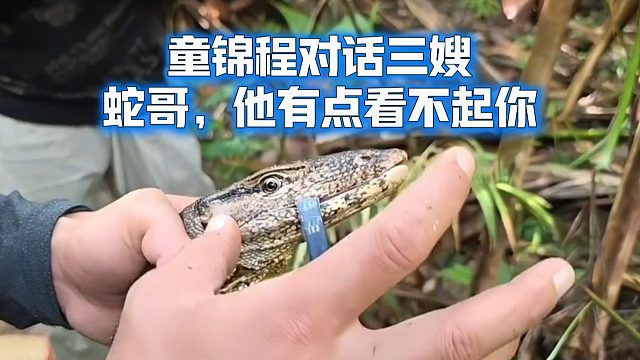 童锦程对话三嫂：蛇哥，他有点看不起你