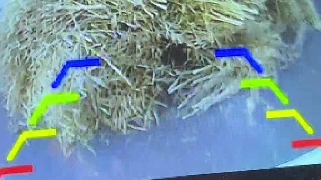 这倒车影像也太离谱了
