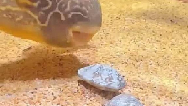 这两个大门牙真厉害