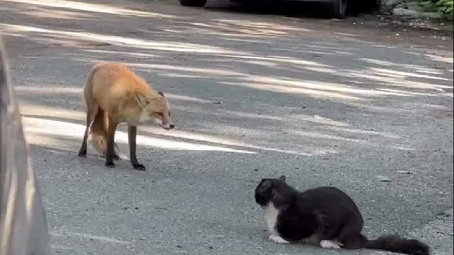 狐狸被黑猫拦住去路大战一触即发