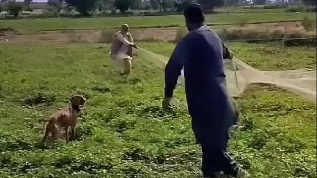 村民利用渔网抓捕躲在麦田里的鹌鹑