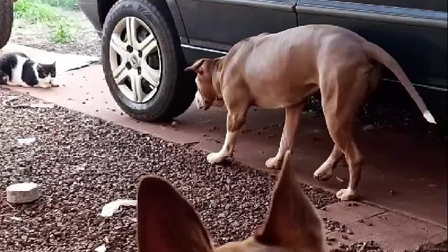 肌肉发达的斗牛犬猛的逼近猫咪，大战一触即发