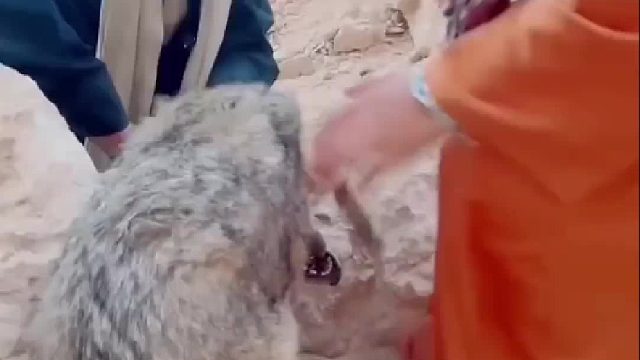 贪吃的野狼不仅咬死老母鸡还袭击小男孩，村民瞬间暴怒