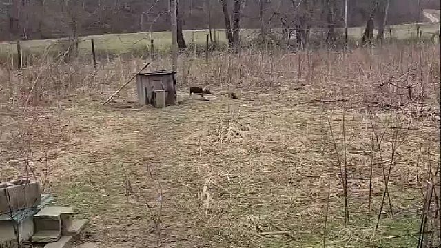 怀孕的兔妈妈遭到黑犬猛烈追击要把它撕了