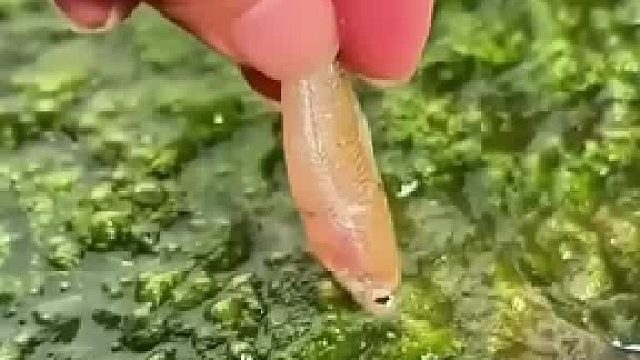 如果d放条食人鱼，或者河豚会怎么样呢