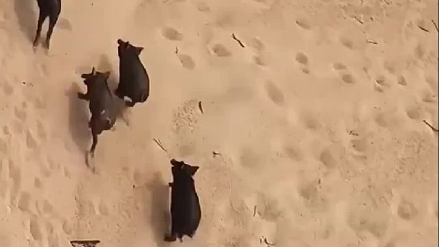 猎人小哥以上帝视角将逃窜的野猪统统歼灭
