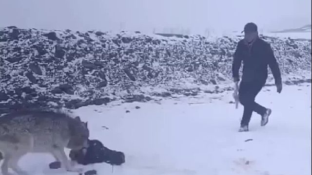 大叔想从野狼口里把牛头抢回来