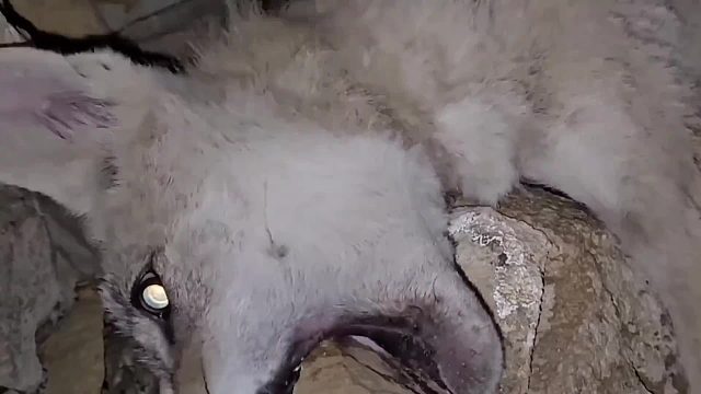 老愣爬进野狼洞穴抓野狼