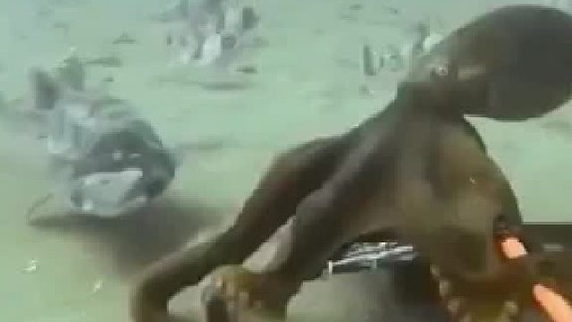 鲨鱼被章鱼抓住，结果意想不到