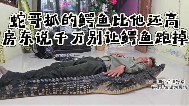 蛇哥抓的鳄鱼比他还高，房东说千万别让鳄鱼跑掉