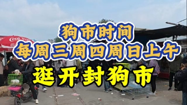 周三继续逛开封狗市，没经验的“大怨种”多看攻略再来！别想捡漏