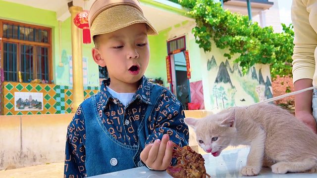 花35元买了一只小猫，儿子高兴坏了，大家看看值不值