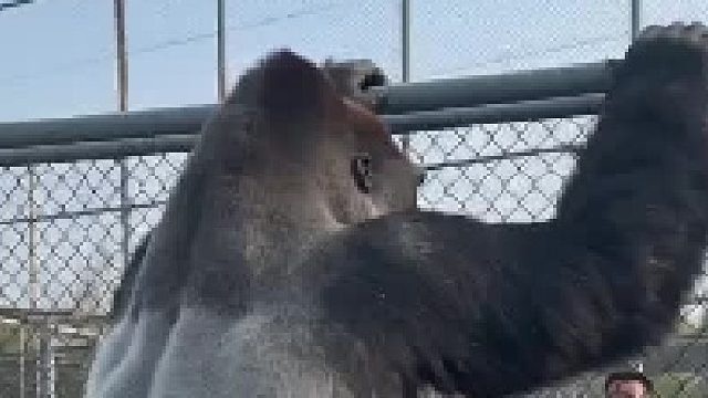 动物园男子伪装成大猩猩摸真大猩猩屁股被本尊拆穿，还被揍了一顿