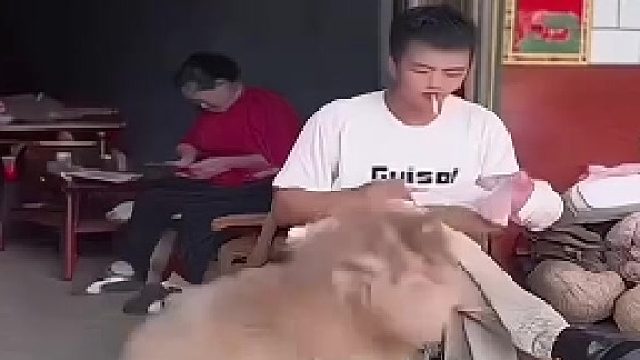 狗子太了解老奶奶了，看架势就躲远远的