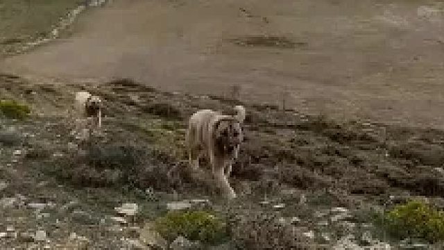 土耳其坎高犬