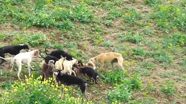偷鸡贼狐狸遭到大量猎犬紧追围剿