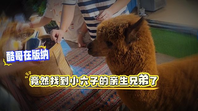 酷哥在版纳竟然找到小六子的亲生兄弟了