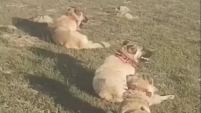 野狼吹动号角进攻羊群，勇猛的坎高犬迅速出击