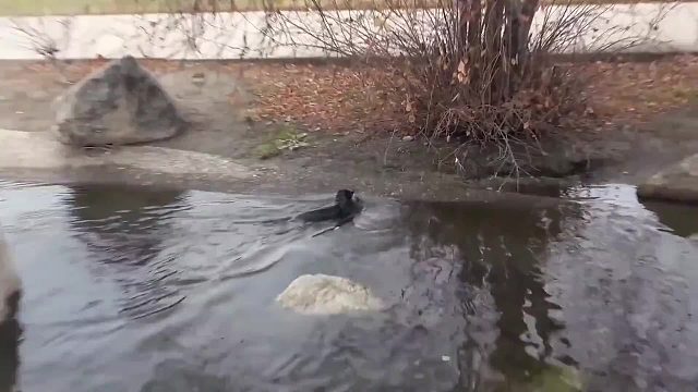 水貂冲入河底抓捕大肥鱼