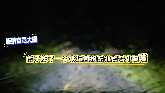 酷哥版纳自驾大理，虎子炸了一个水坑直接东北虎变小猫咪