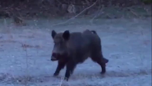 国外大型野猪霍霍庄稼，猎人丧彪手持烧火棍追击