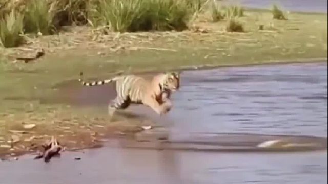 老虎捕猎百年甲鱼补补身子