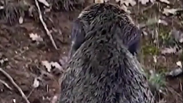 九百斤野猪王究竟有多么豪横