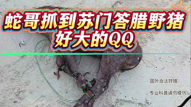 蛇哥抓到苏门答腊野猪，好大的QQ