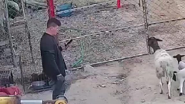 你是不是虎？是不是虎？