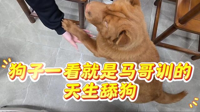 狗子一看就是马哥训的，天生舔狗