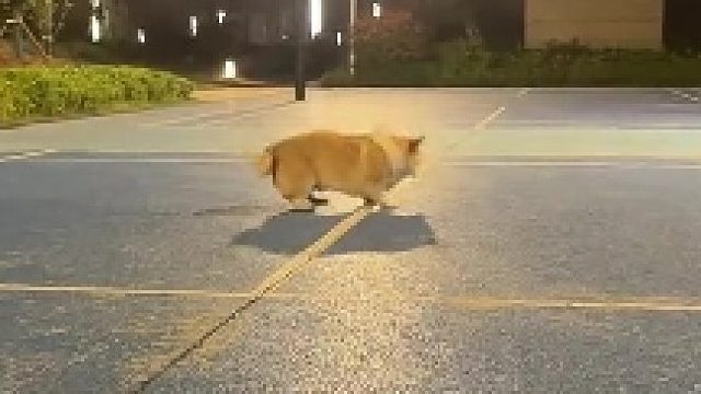 狗狗快乐歌