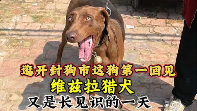 周日逛开封狗市，又是长见识的一天，这个品种的狗还是第一次见！