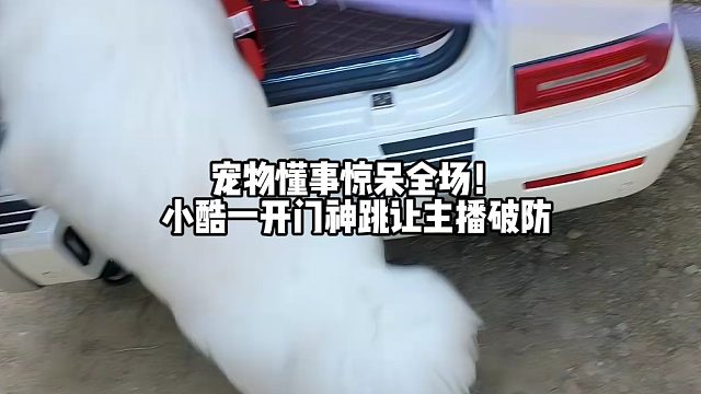 宠物懂事惊呆全场！小酷一开门神跳让主播破防