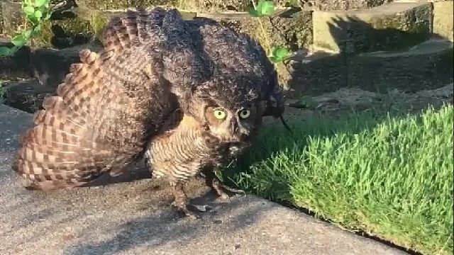 橘猫与猫头鹰碰面大战一触即发