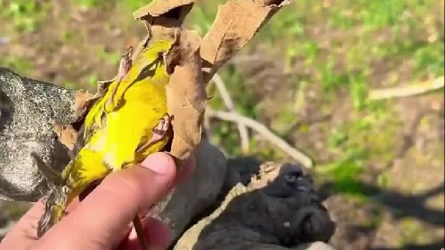 小哥发现鸟儿竟在树叶内躺板板让他十分的惊讶