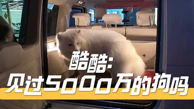 酷酷：见过5000万的狗吗，专门法国运回来的
