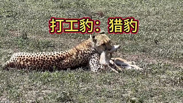 猎豹抓到猎物还没吃几口就被鬣狗抢走了！