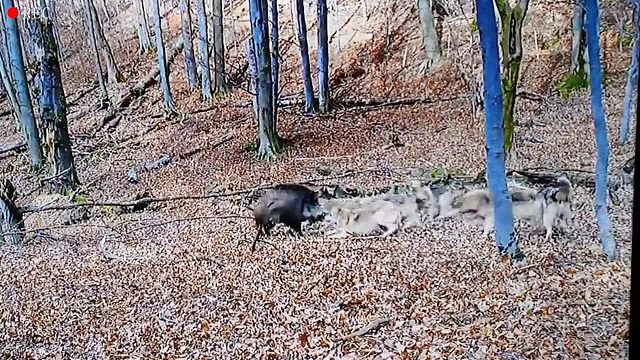 三百斤野猪王遭到狼群追杀
