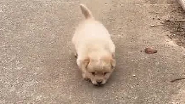 狗妈管教挺严