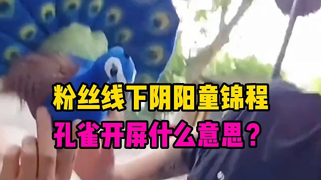 粉丝线下阴阳童锦程，孔雀开屏什么意思？