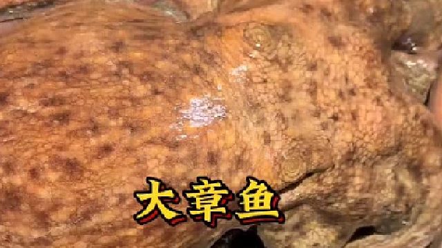 遇到一只超级大章鱼